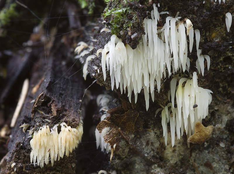 Mucronella bresadolae